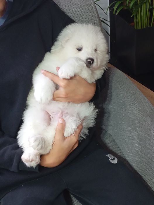 Cudny szczeniaczek rasy samoyed