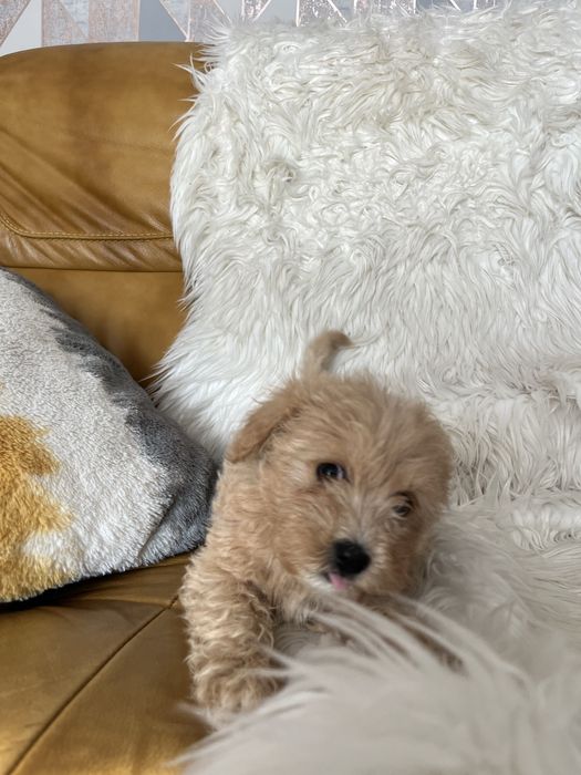 Maltipoo- suczka