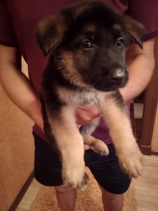 Продам цуценят Німецької вівчарки