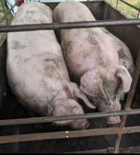 Свині живою вагою 130/170 кг