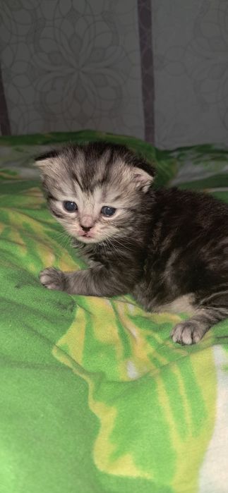 Шотландский веслоухий котенок