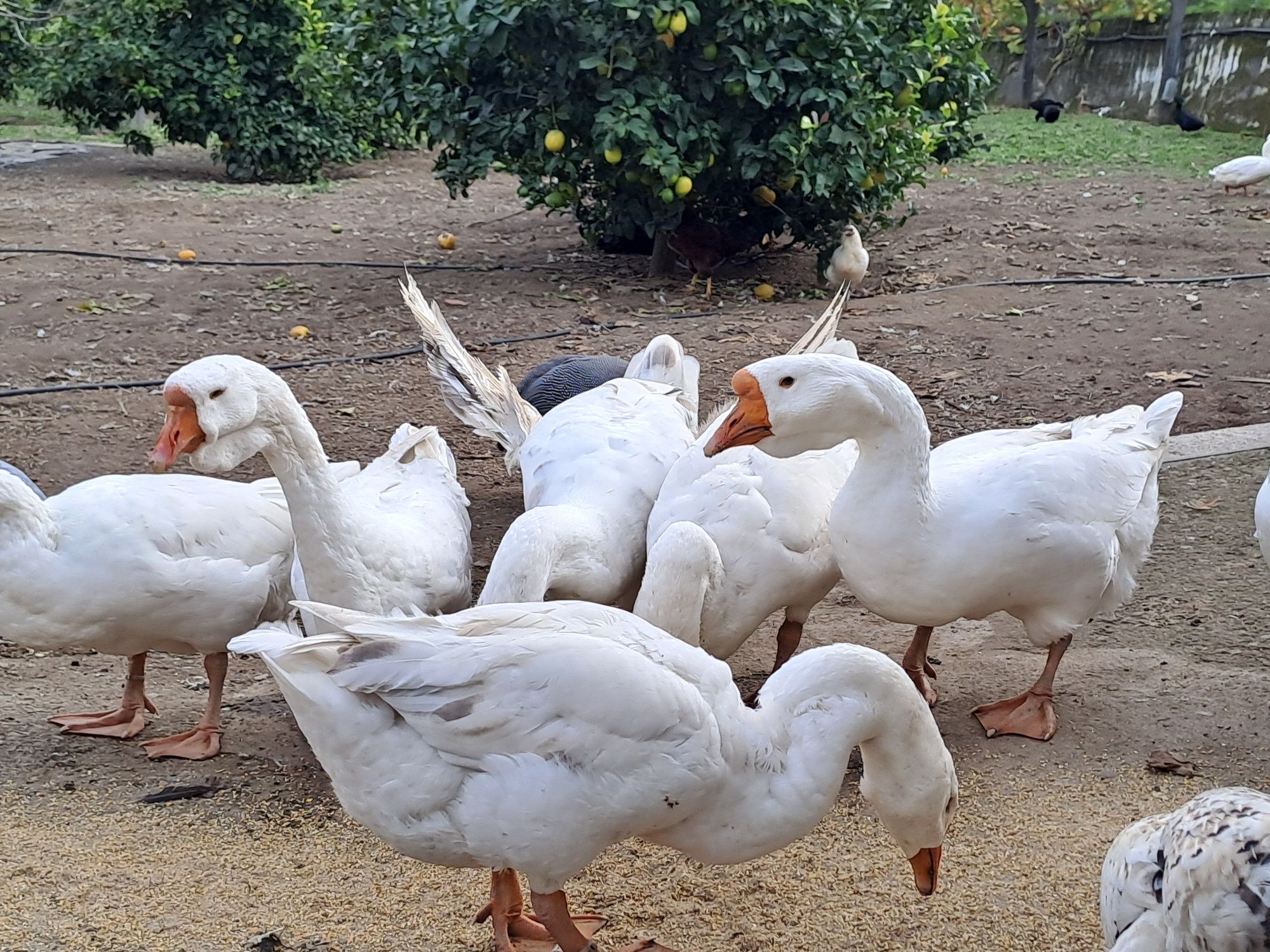 Casais de gansos de barbela novos