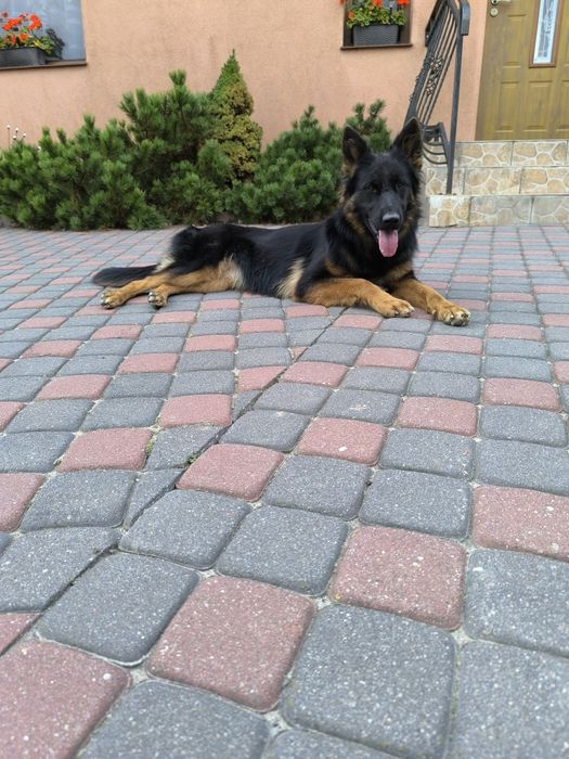 Długowłosa Suczka-Prosta Linia Grzbietu