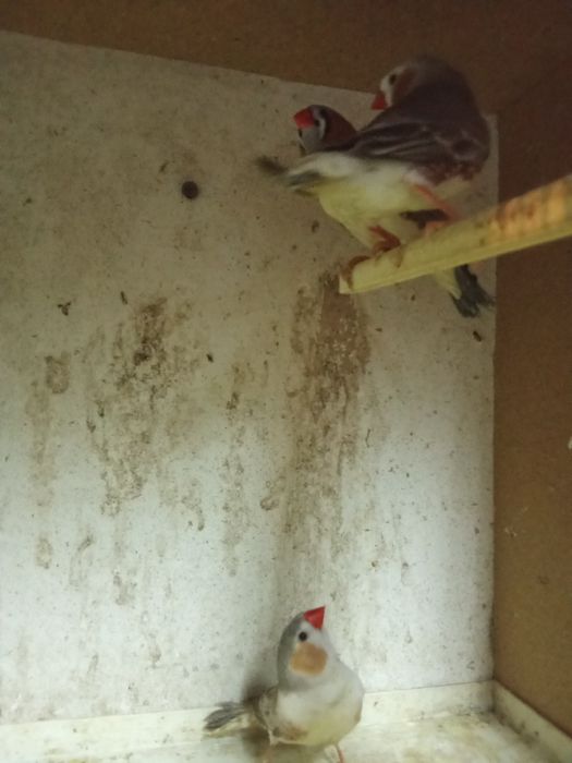 Mandarins machos