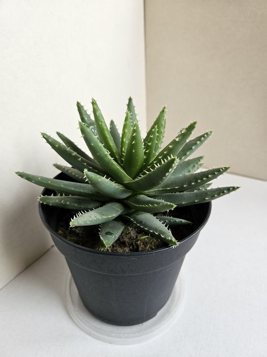 Planta Aloe brevifolia Vaso 13 cm