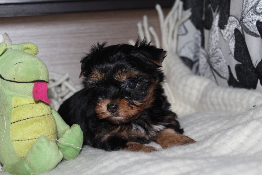 Продам цуценят йорків