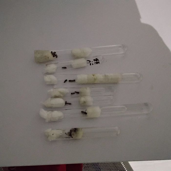 Sprzedam mrówki lasius flavus i lasius niger