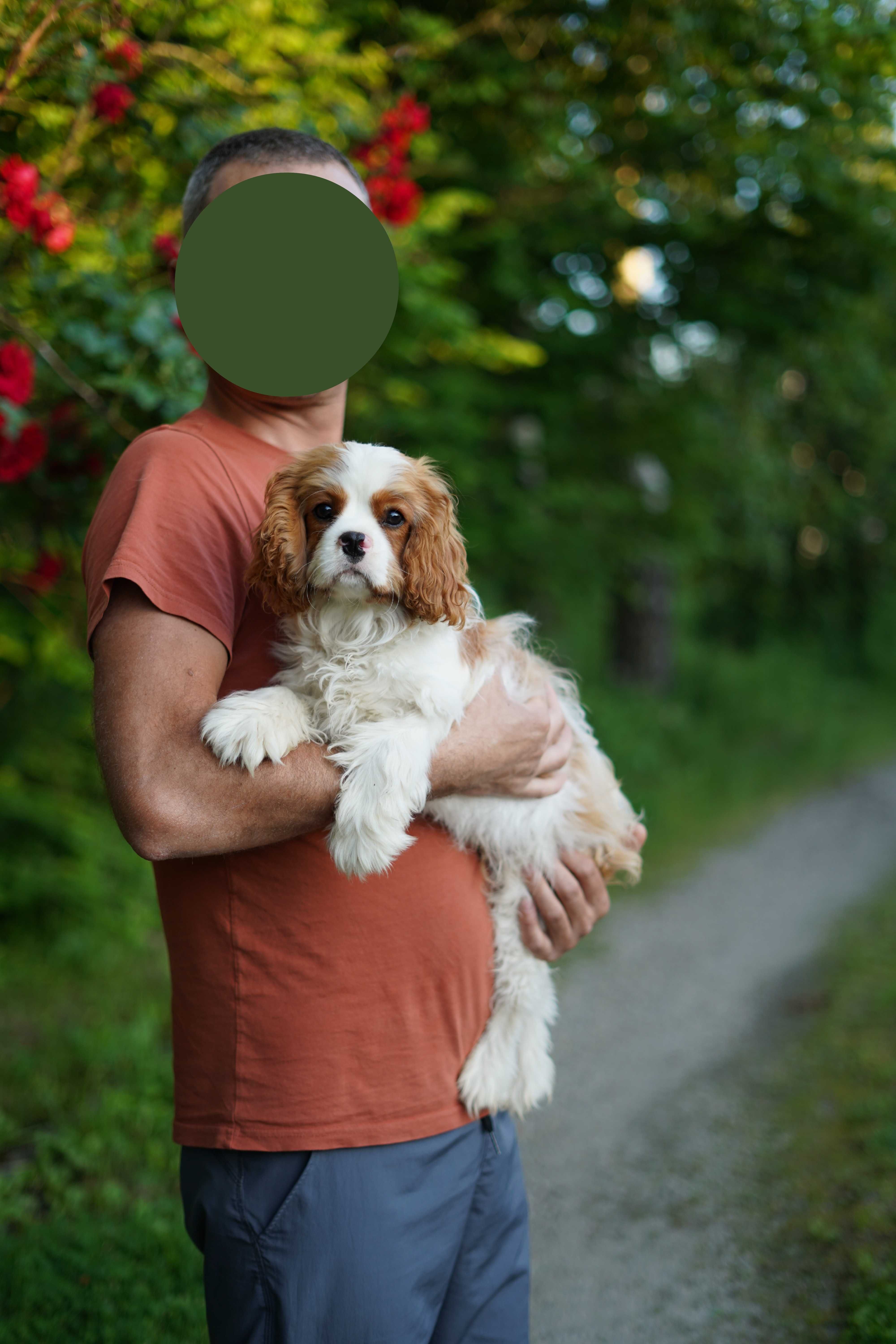Cavalier King Charles Spaniel FCI ZKWP