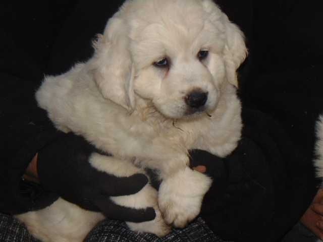 owczarek podhalański