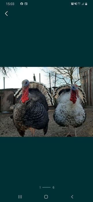 Продам індика та індичку на розвід
