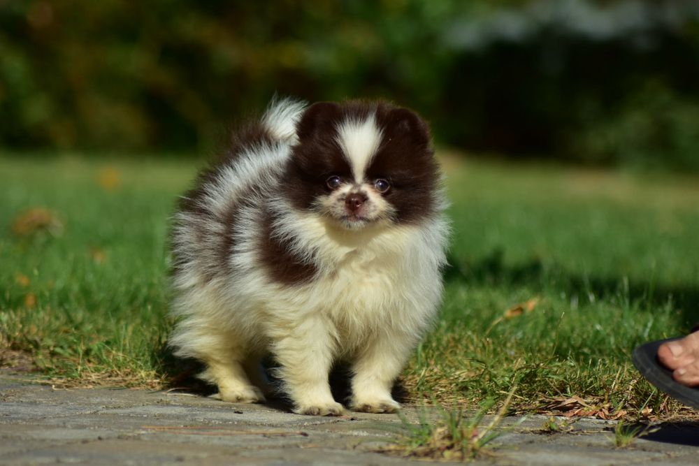 Pomeranian szpic miniaturowy FCI rarytas cudna czekoladow biała suczka
