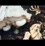 Isopod Armadillidium vulgare "magic potion"