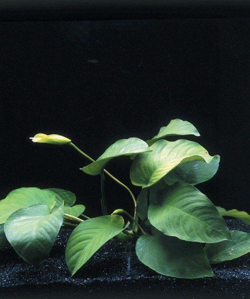 Акваріумні мохи рослини коряги все до акваріума