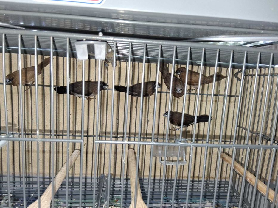Diamantes gould 2025 , Bengalins  e Mandarins