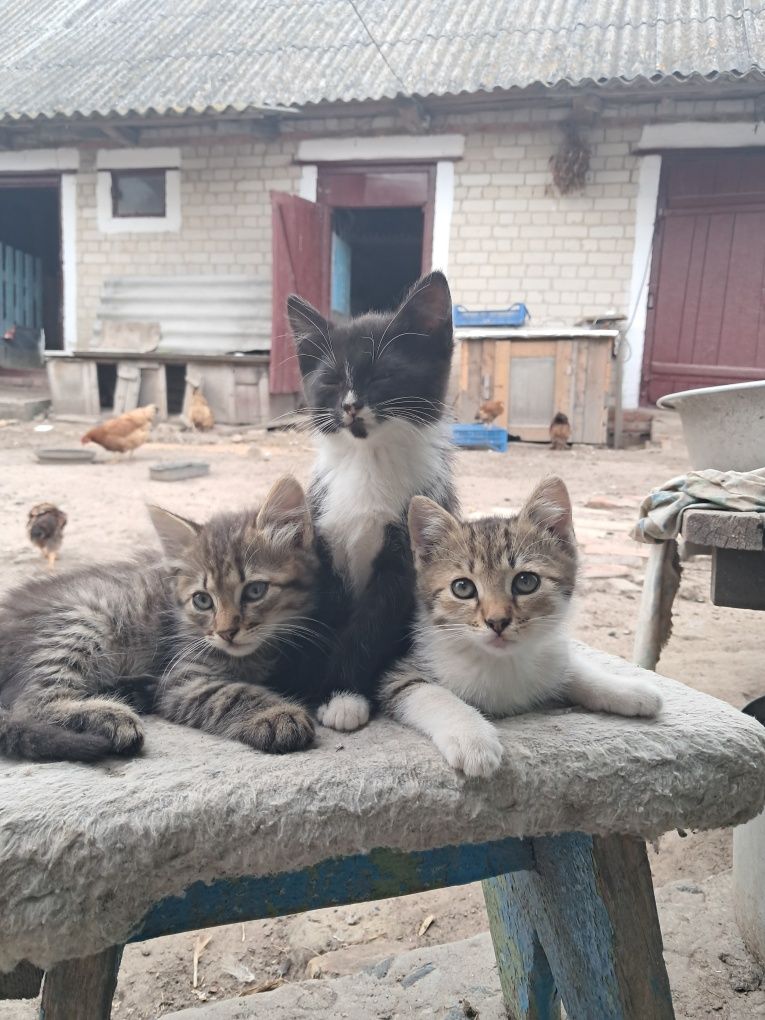 Домашні котики...