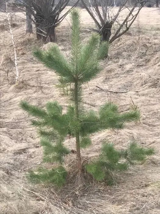 Вічнозелене і хвойне дерево