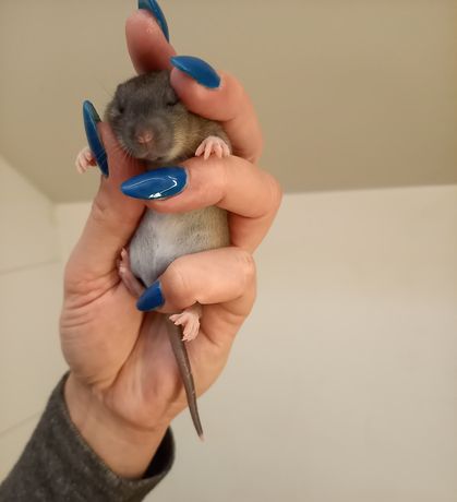 Szczurki 5 tygodni