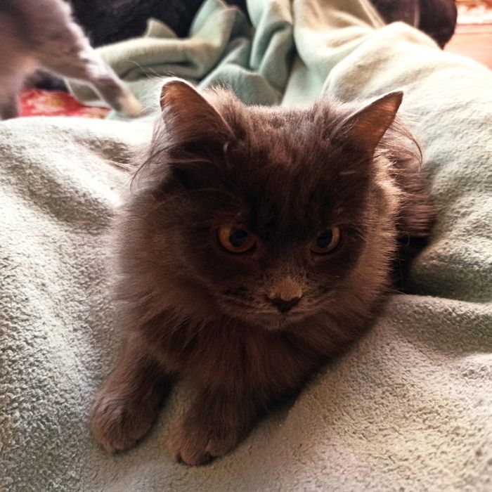 Отдам котёнка в добрые руки