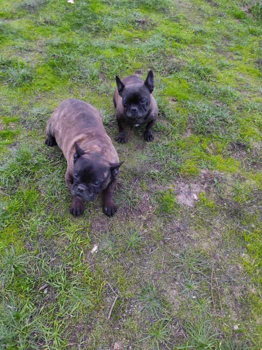 2 Bulldog Francês M , F .