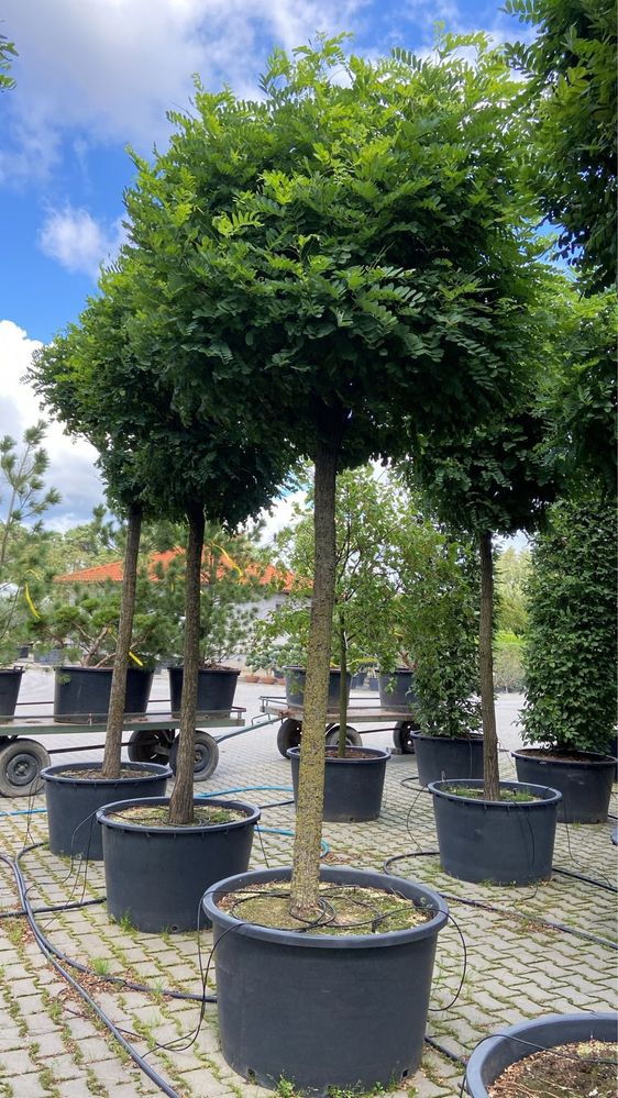 Ambrowiec Amerykański 10-14cm 3m katalpa lipa klon platan buk grab