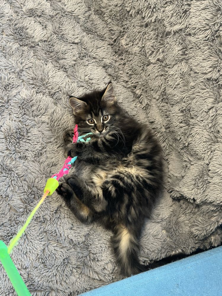 Kocieta Maine Coon czarne pręgowane