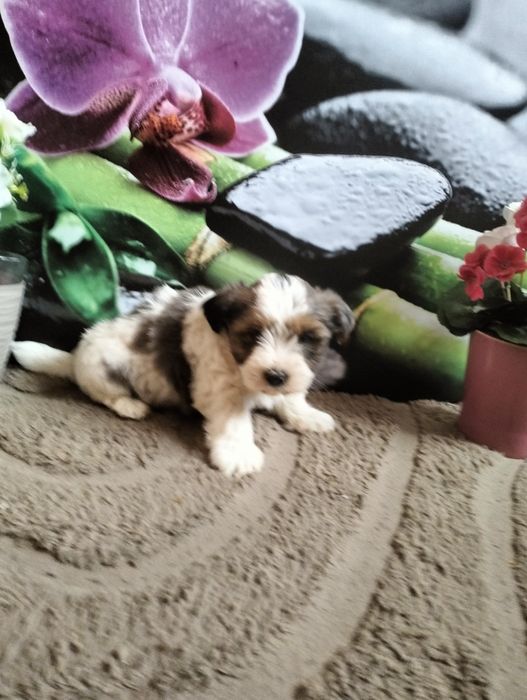 York terrier Biewierr