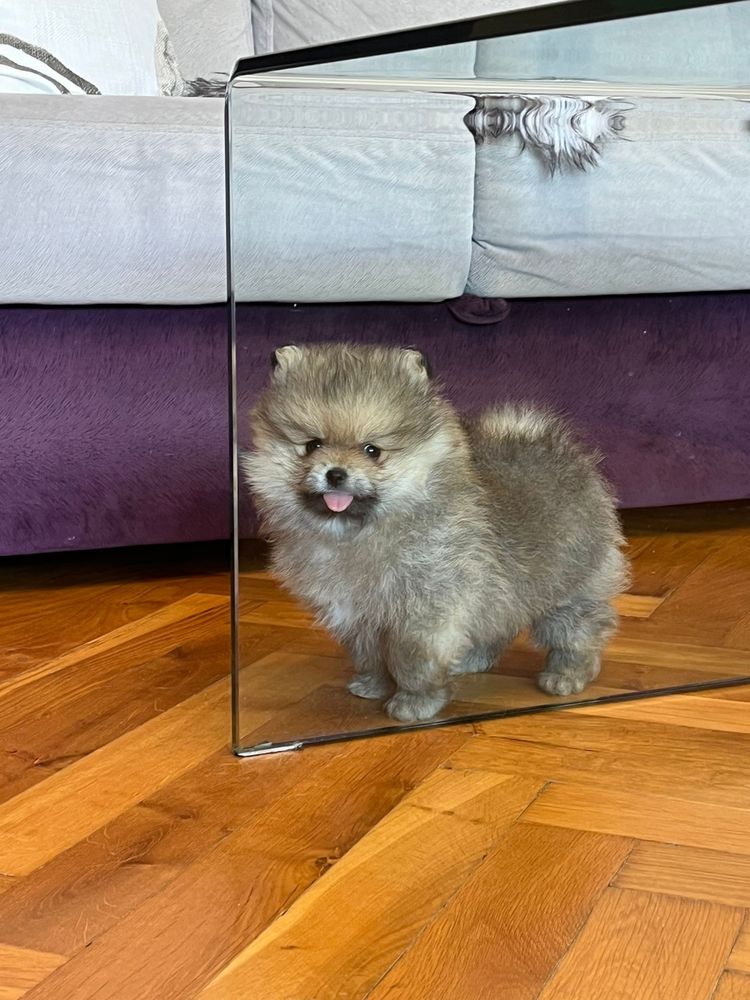 Szpic miniaturowy pomeranian