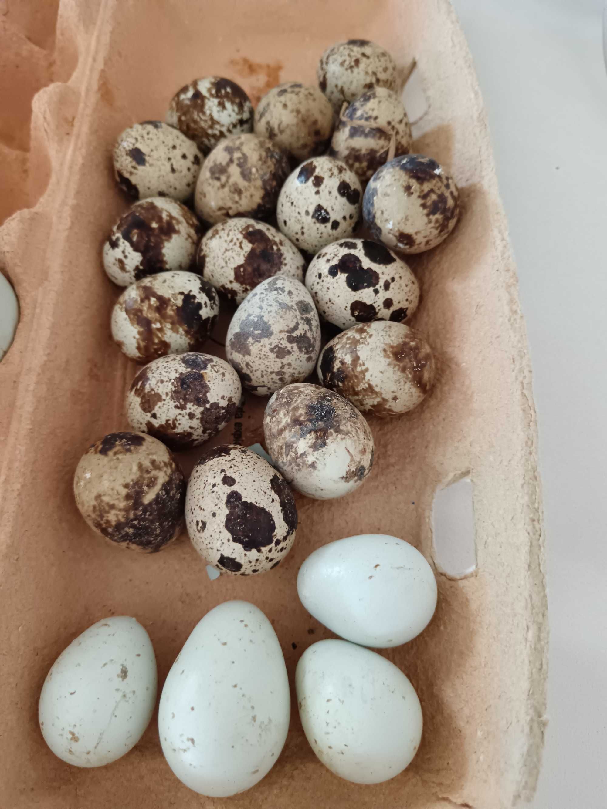 Ovos de codorniz