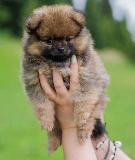 Szczeniak Pomeranian Szpic Miniaturowy FCI/ZKwP