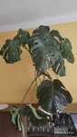 Monstera roślina doniczkowa
