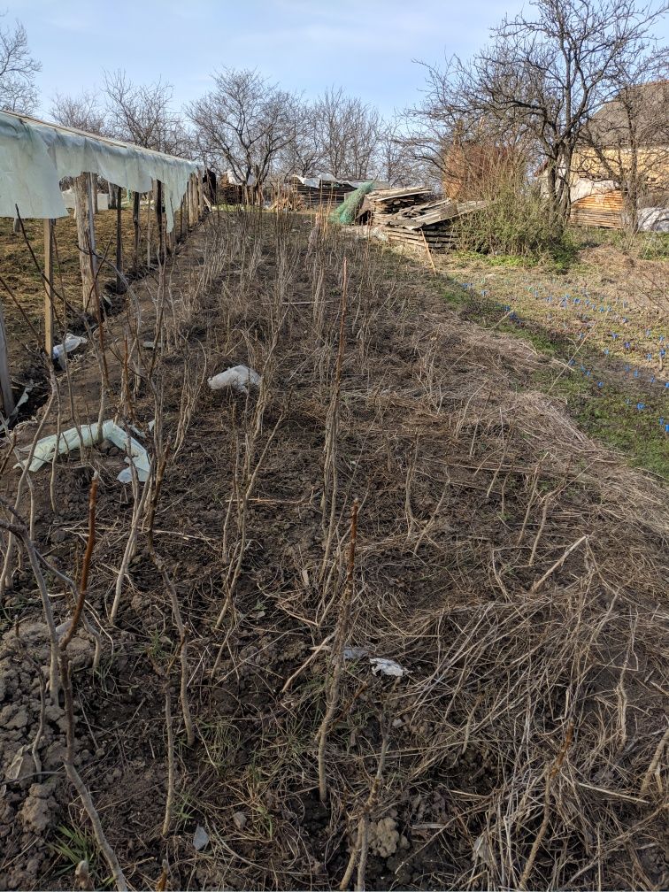 Саджанці горіха, великий вибір, низька ціна