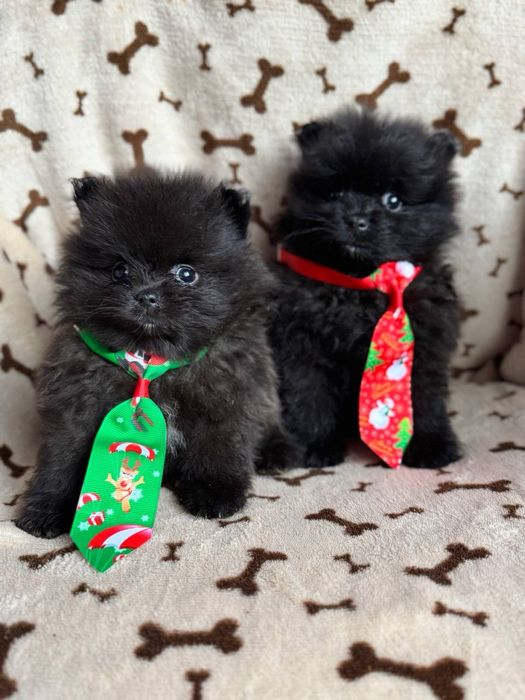 Кремові та чорні цуценята шпіц