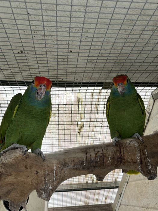 Papagaio amazona rhodocorhytha