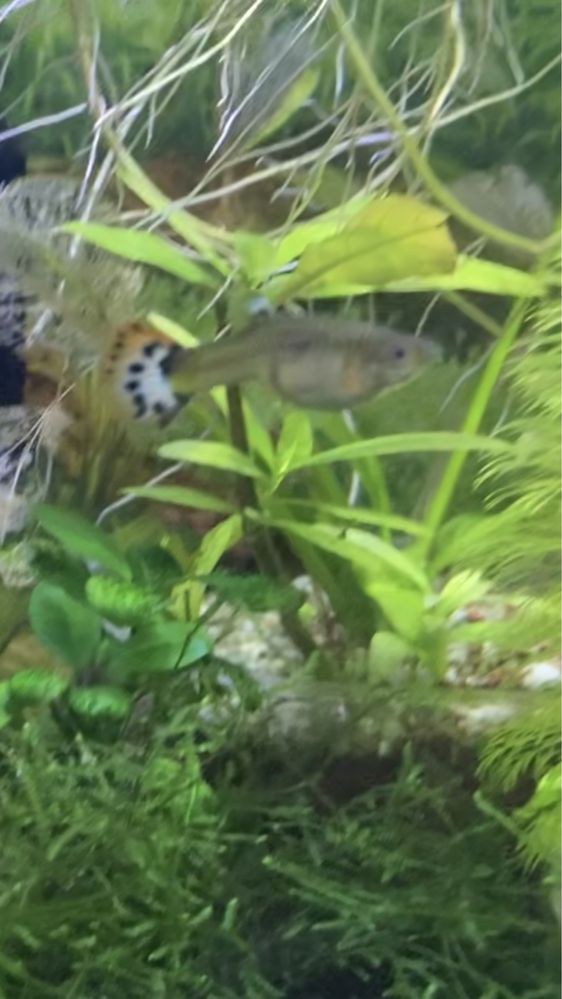 Guppys alevins/ juvenis/ ninhada