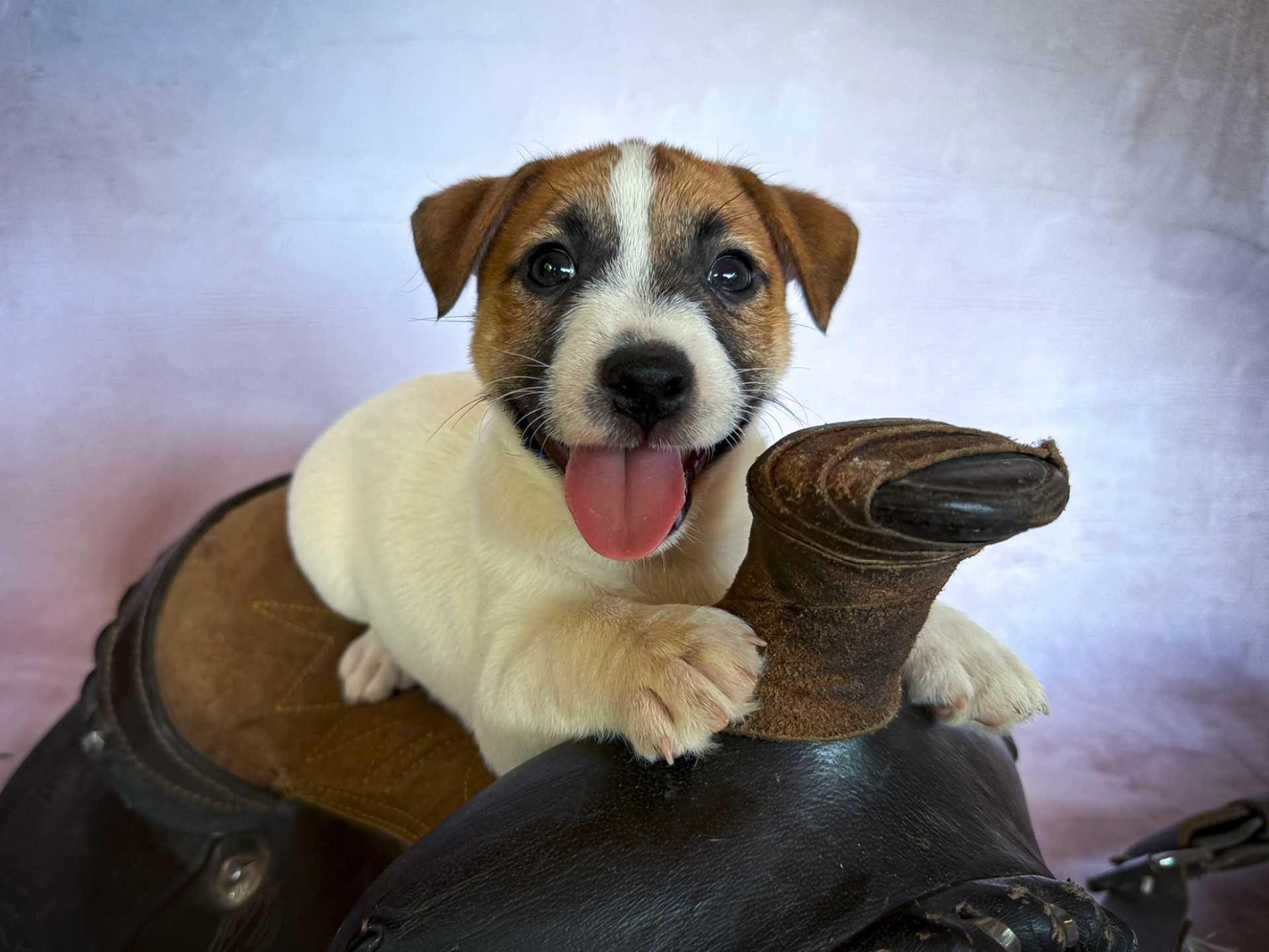 Jack Russell Terrier – FCI (ZKwP)  | Pakiet startowy | Samiec