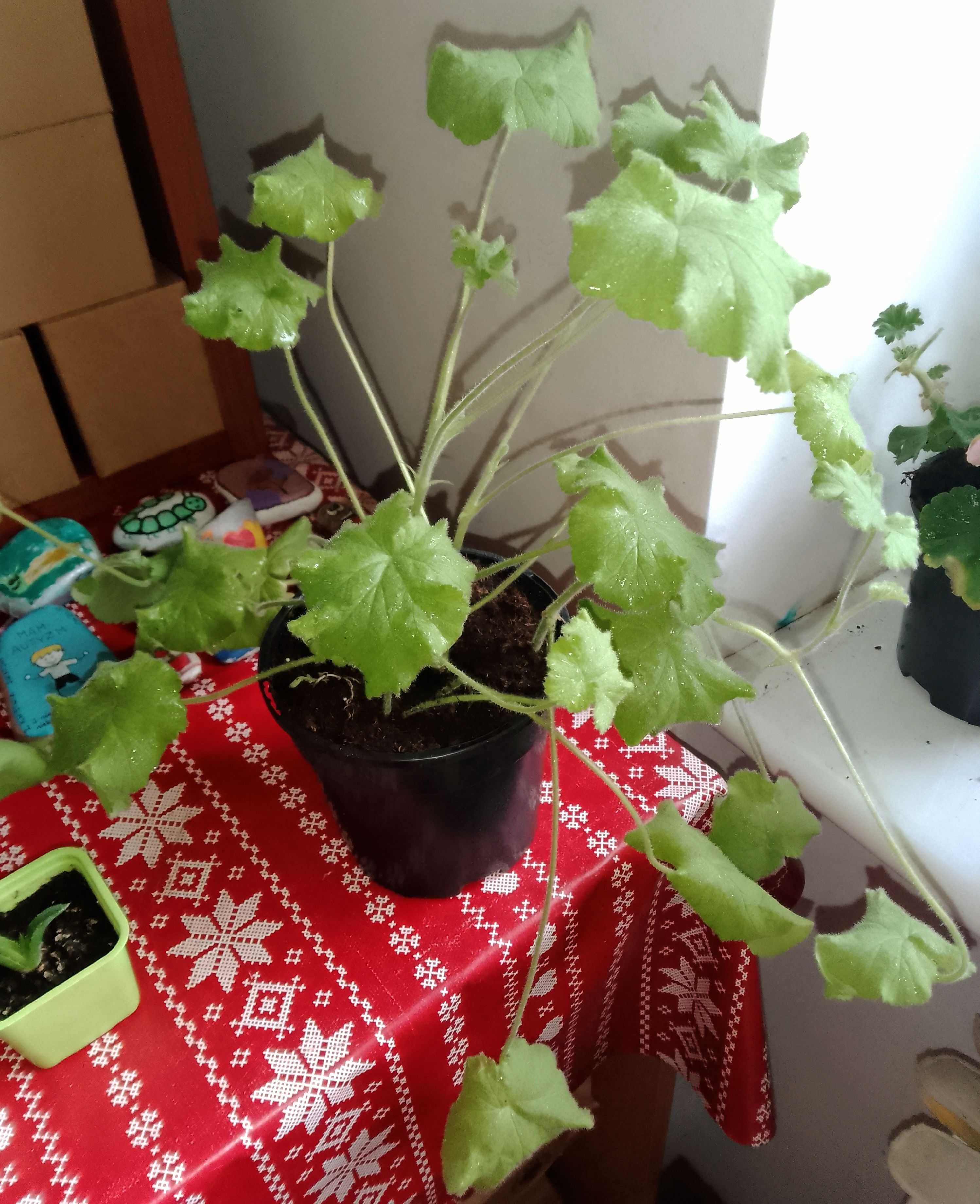 Pelargonia cytrynowa