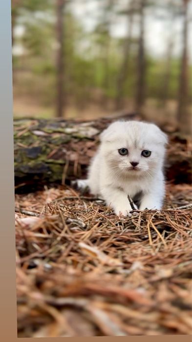 Скотіш фолд дівчинка шотландська срібна шиншила