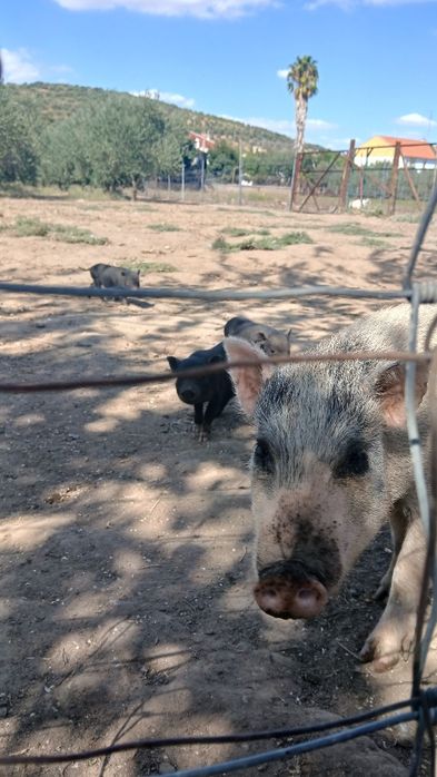 Porcos pig e vietnamitas.