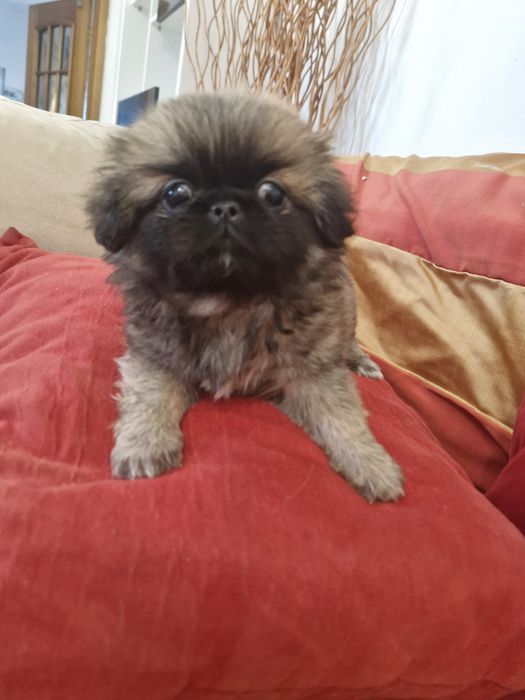 Pequenois vacinado e desparesitado