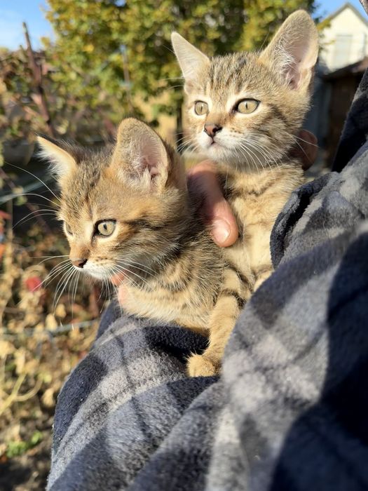 Віддам пухнастий релакс в добрі руки
