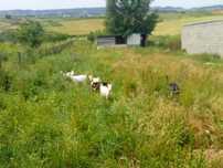 Cabras anãs Machos e fêmeas (mães e filhos)