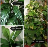 Plantas/suculentas/giboia /espada /jade /Palmeiras Yucca