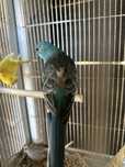 Red rumped azul macho