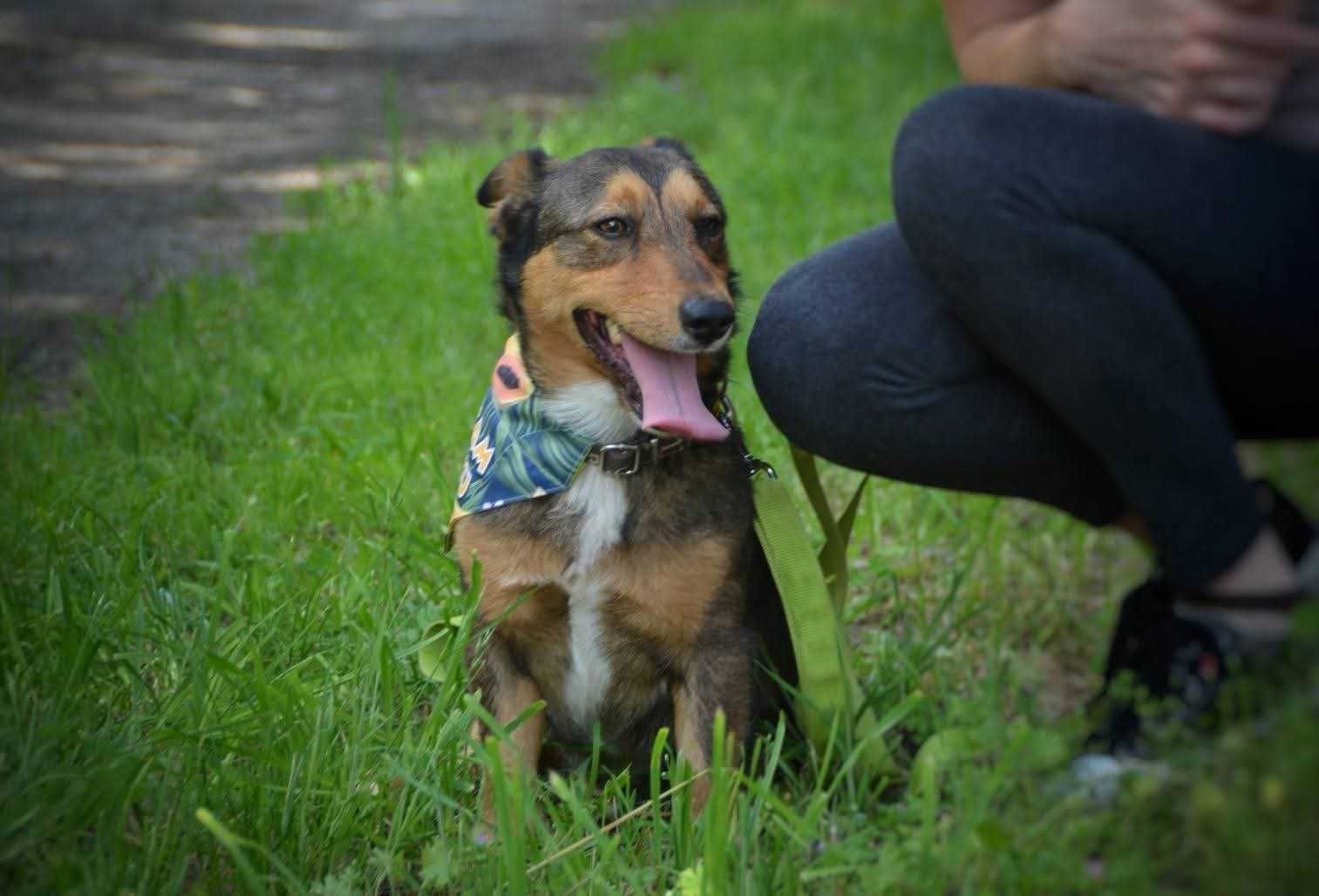Cypisek - mały rezolutny radosny piesek ADOPCJA