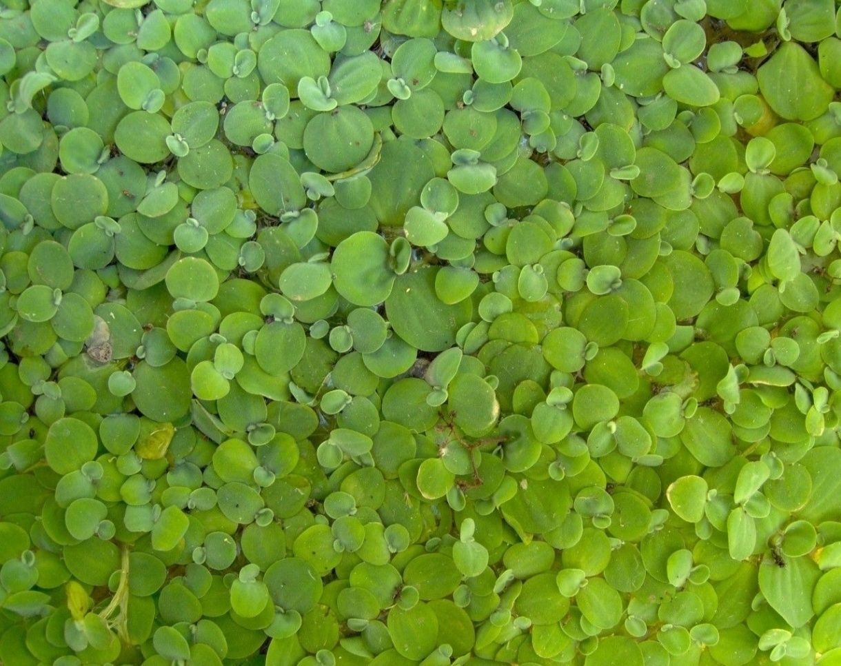 Troco Plantas de Aquário