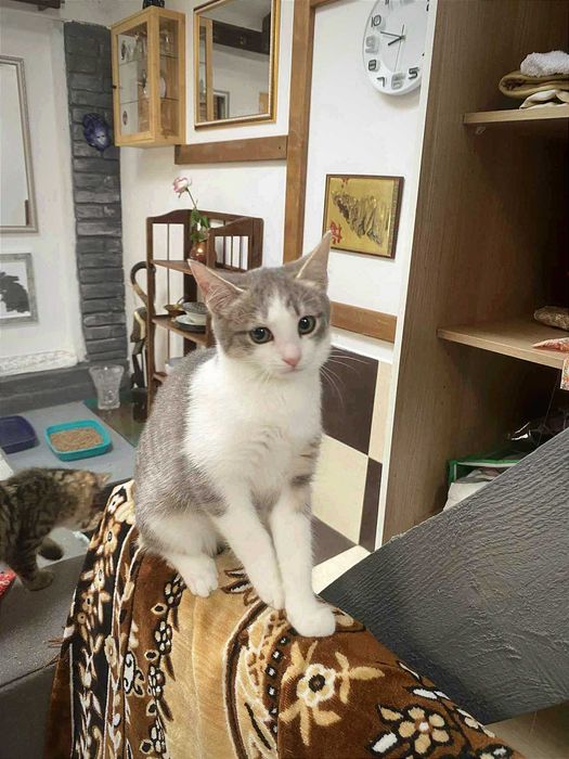 Красуні досі без дому... Скучають