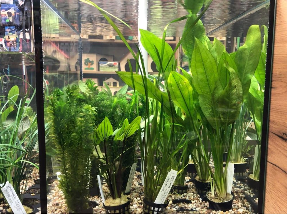 Roślina do akwarium mix anubias moczarka cabomba żabienica microsorium