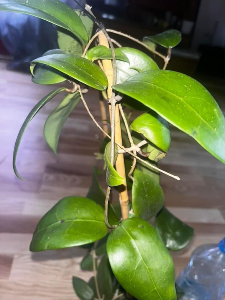 Hoya hoja verticillata Spearmint, cala roślina