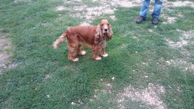 Cocker spaniel angielski Piesek