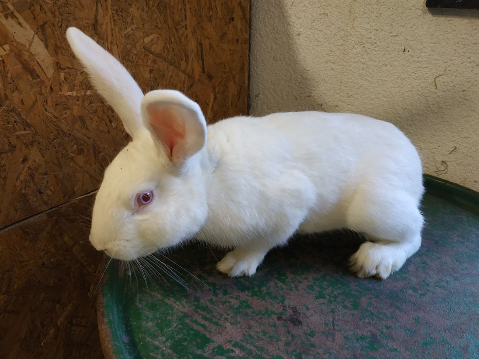 Króliki samiec samica termondzki